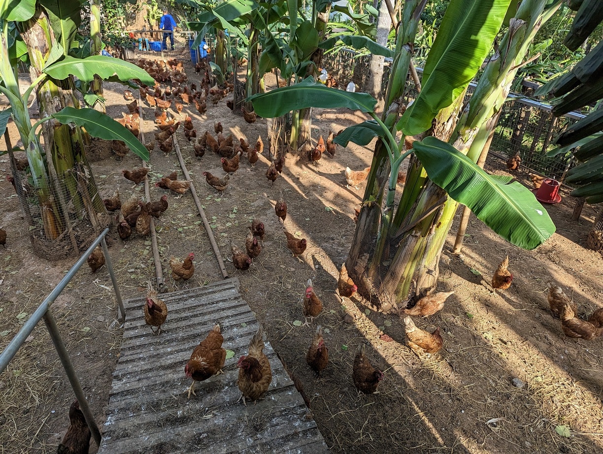 conrad koh samui project iris farm chickens