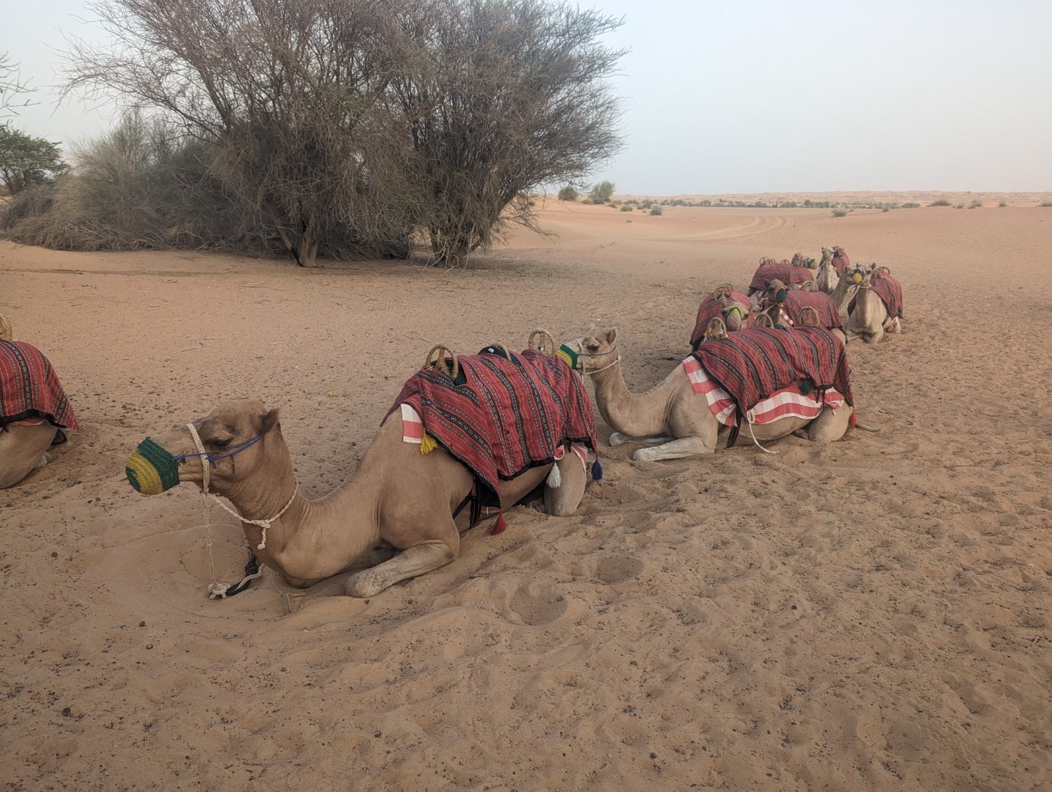 Camels lying down for a rest during the Al Maha camel trek activity.
