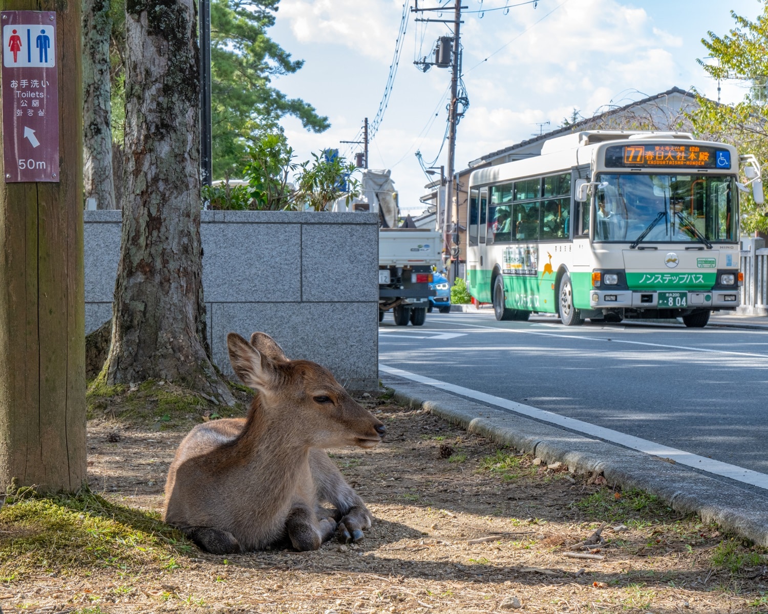 japanese bus with deer in foreground