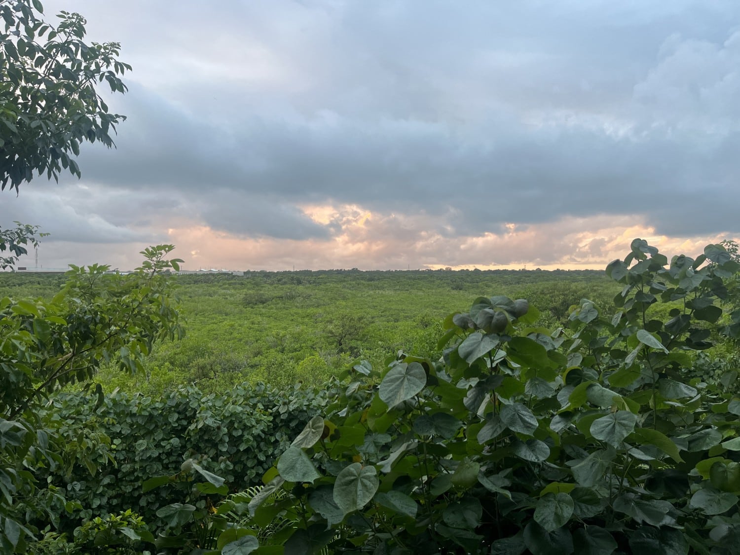 hilton tulum riviera-maya all-inclusive resort nature view