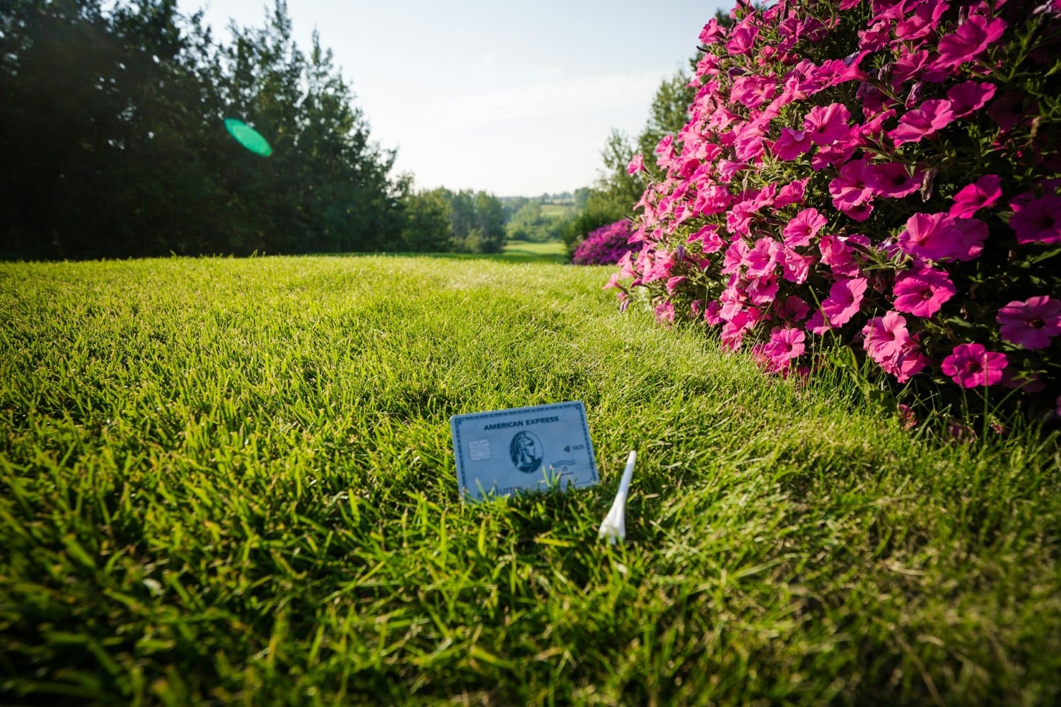 Carte Platine American Express Canada Dans l'herbe avec des fleurs