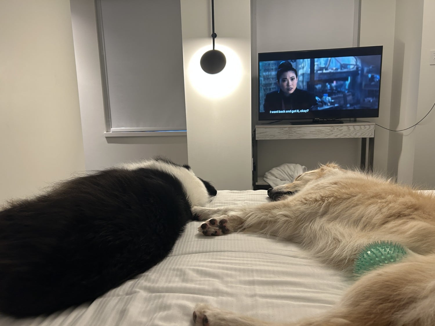 dogs sleeping on bed in hotel room