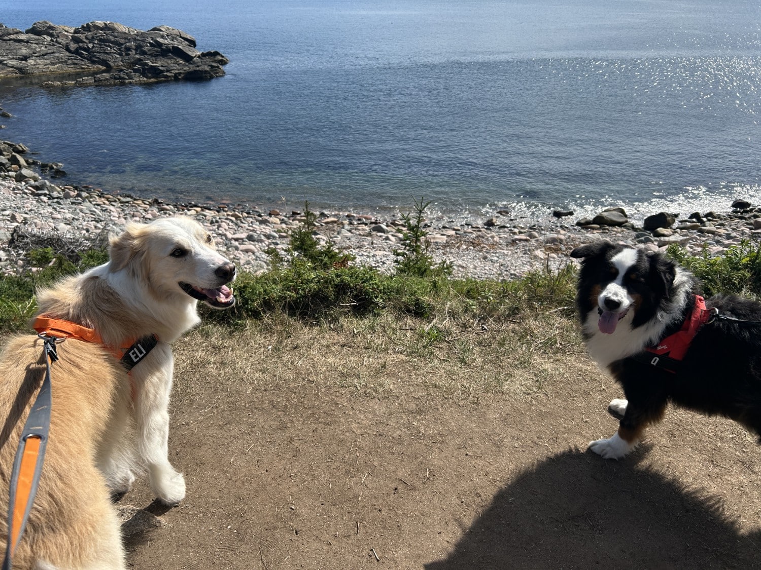 two happy dogs by a lake